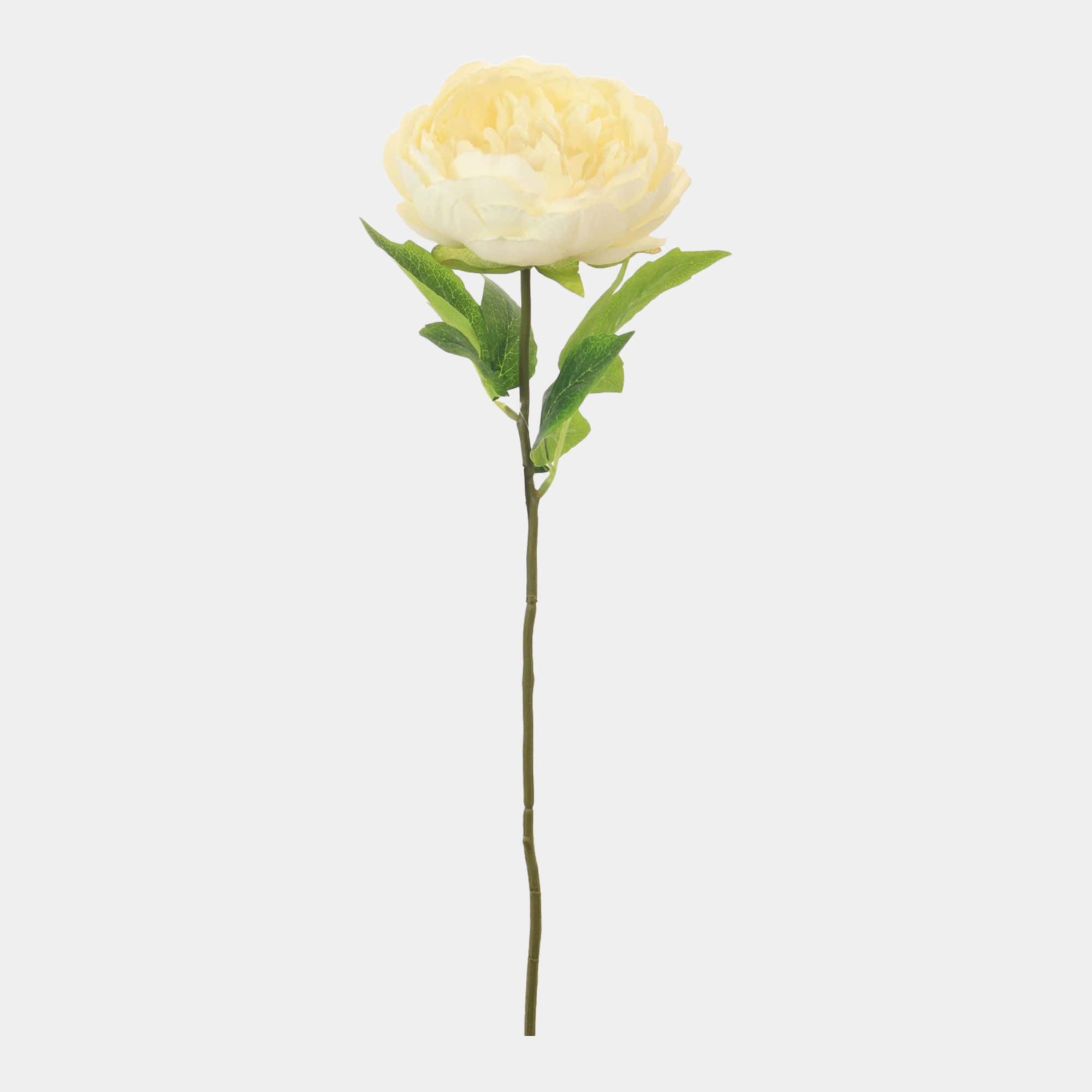 Audrey Peony - Cream