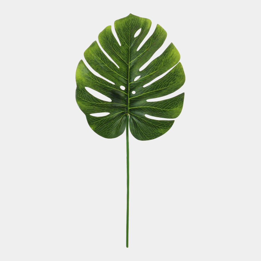 Monstera - Stem Green