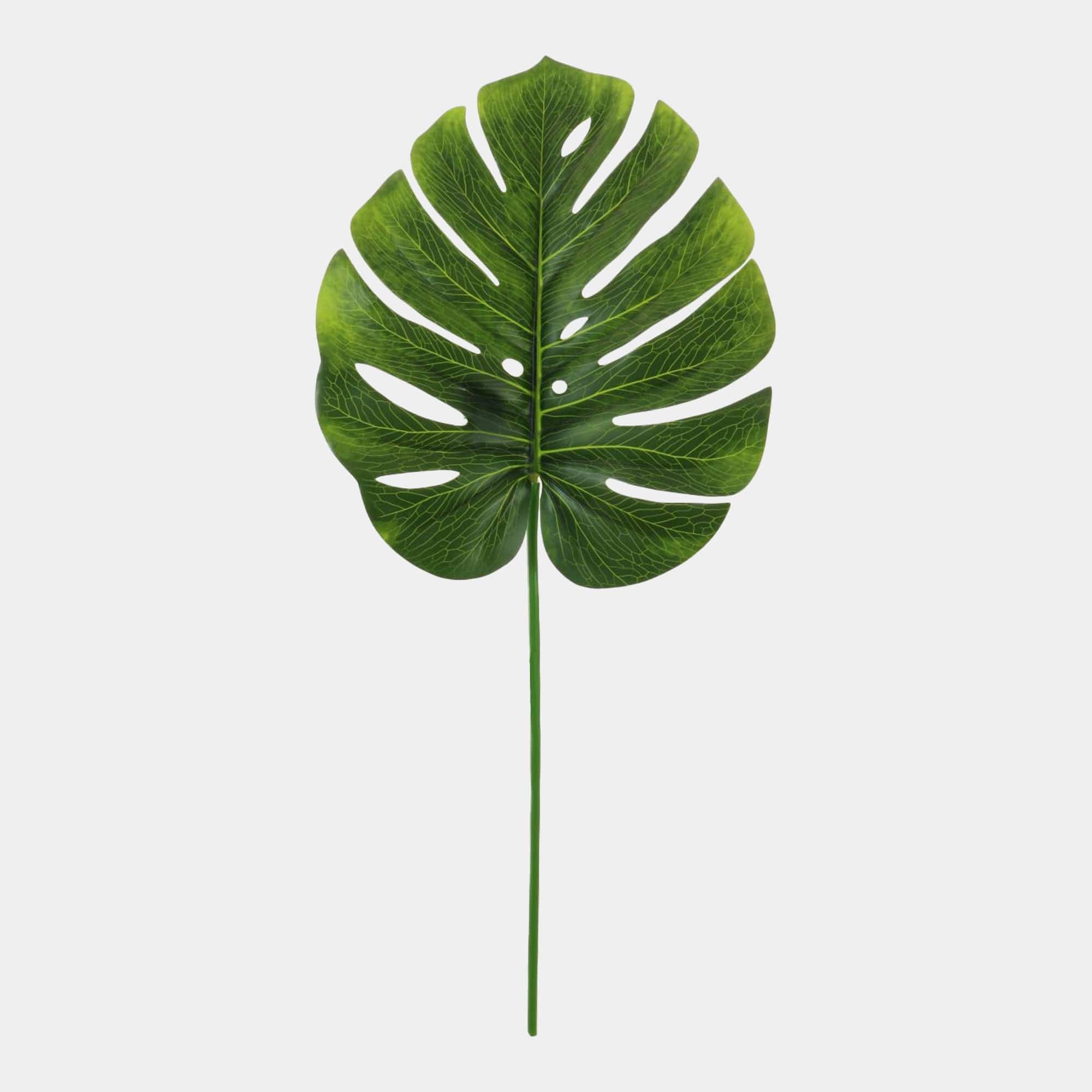 Monstera - Stem Green