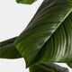 Artificial Philodendron Tree in Black Pot - Realistic Faux Indoor Plant