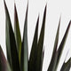 Artificial Triple Stem Sisal Tree in Pot - Realistic Faux Indoor Plant