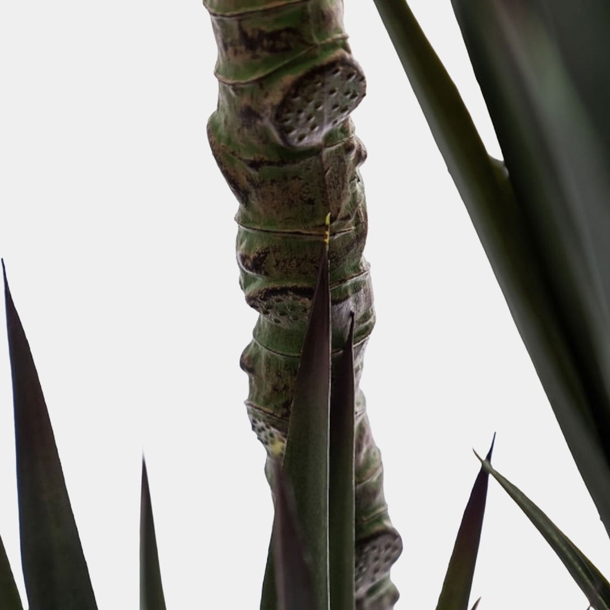 Artificial Triple Stem Sisal Tree in Pot - Realistic Faux Indoor Plant