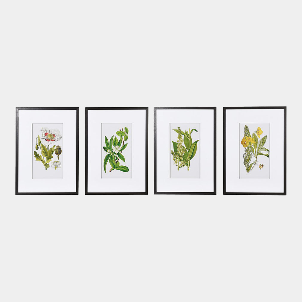 Nature's Quartet - Framed Wall Art Prints, Set of 4