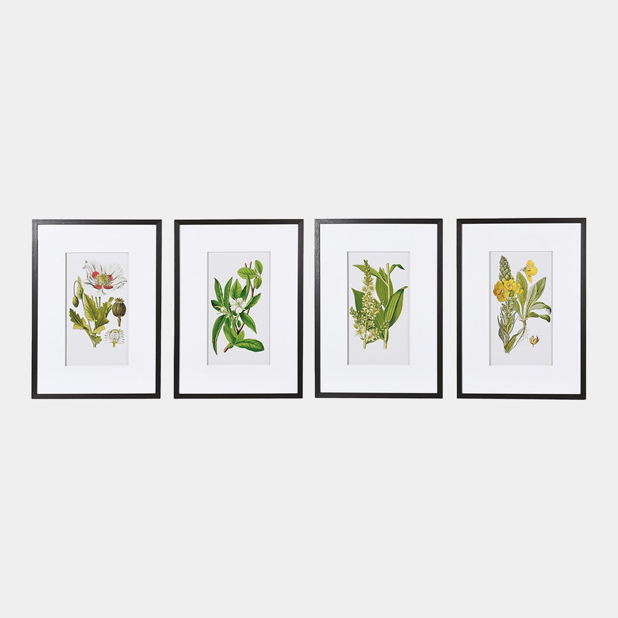 Nature's Quartet - Framed Wall Art Prints, Set of 4