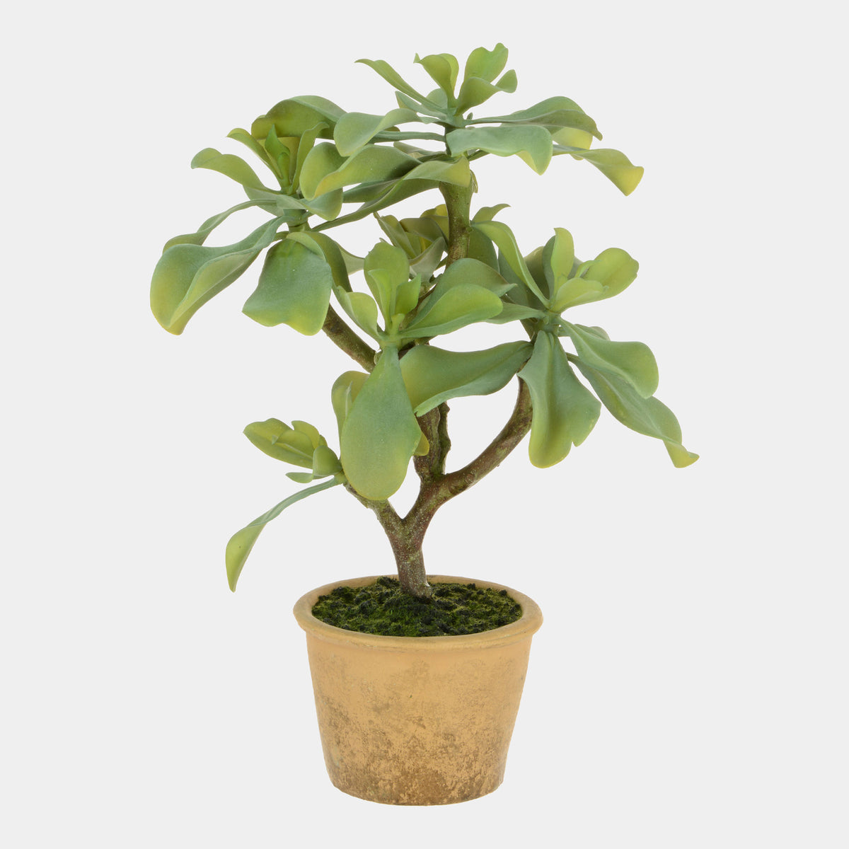 Artificial Potted Plant - Succulent Tree in Pot