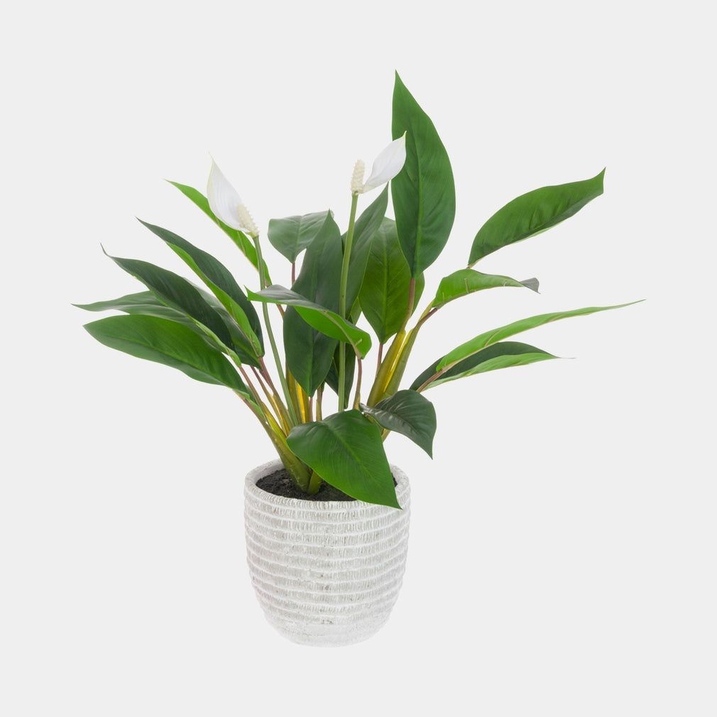 Artificial Plant - Potted Paloma Peace Lily