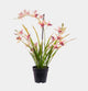 Artificial Plant - Potted Kiara Cymbidium Orchids