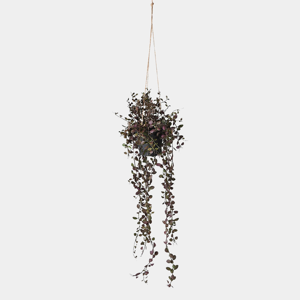 Artificial Hanging Dischidia - Trailer Plant in Pot