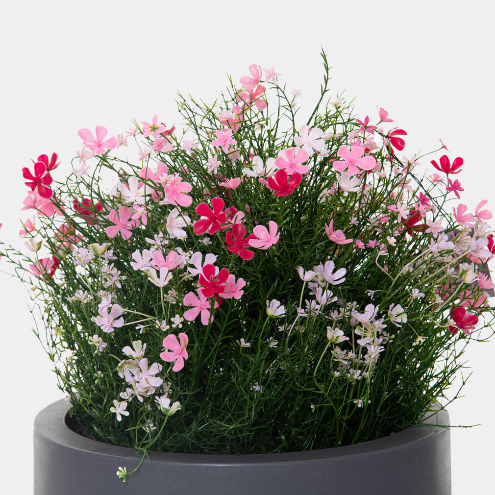 Artificial Baby's Breath Flower in Grey Pot - Realistic Faux Floral Display