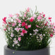 Artificial Baby's Breath Flower in Grey Pot - Realistic Faux Floral Display