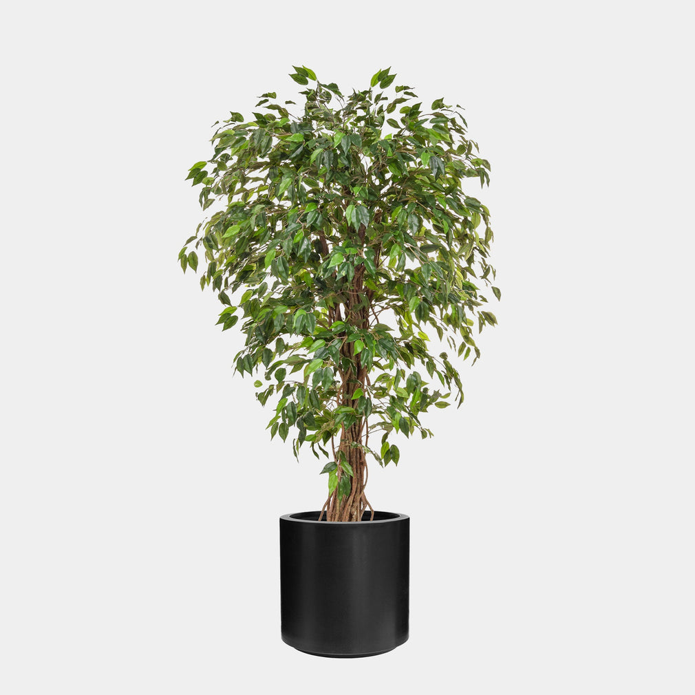 Artificial Ficus Liana Tree in Black Pot - Realistic Faux Indoor Plant