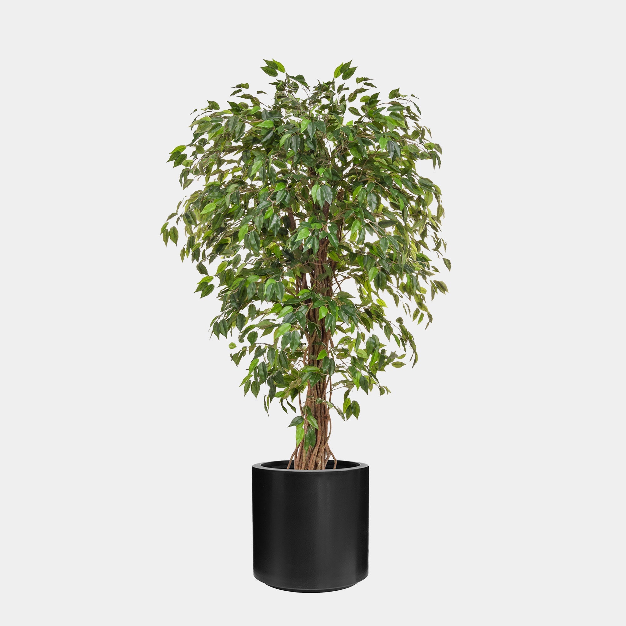 Artificial Plant - Potted Ficus Liana Plant