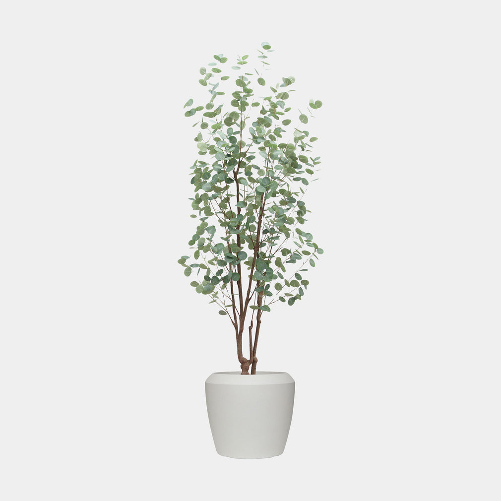 Artificial Eucalyptus Tree in White Pot - Realistic Faux Indoor Plant