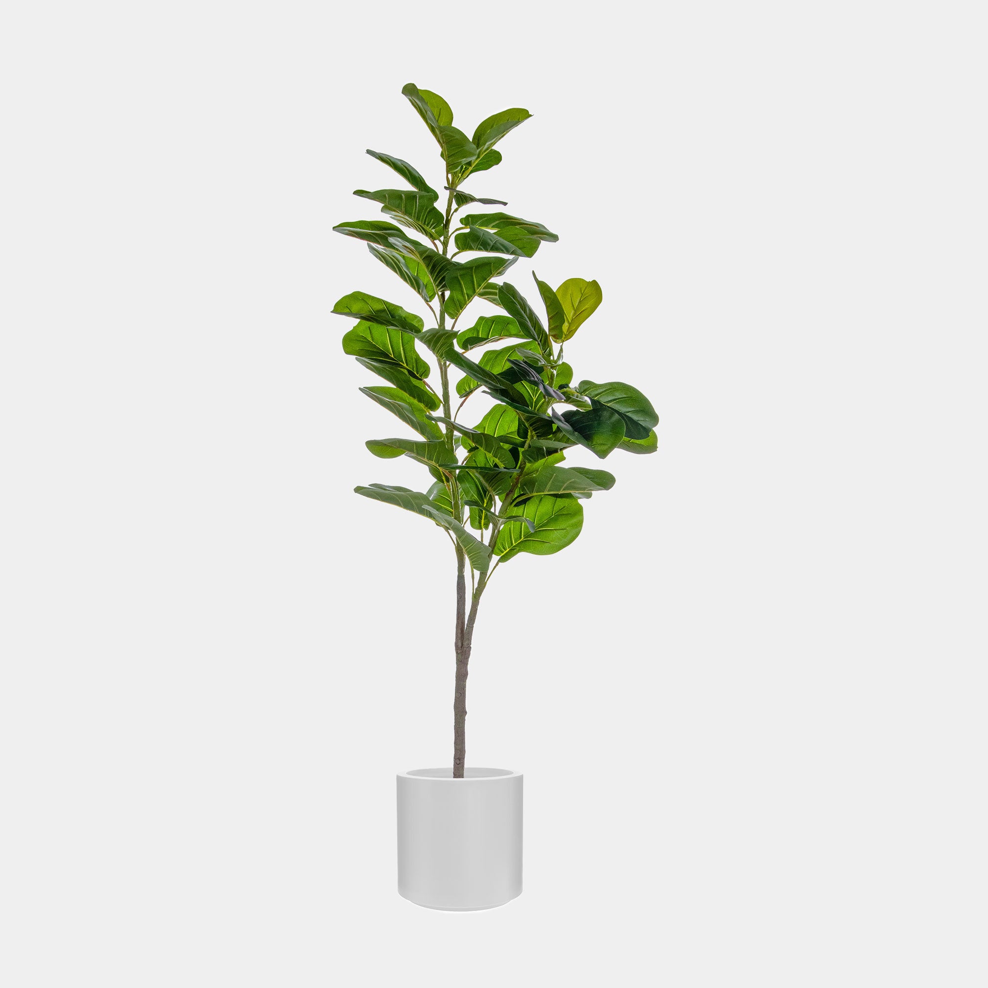Artificial Plant - Potted Fiddle Tree