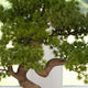 Artificial Potted Plant - Pine Bonsai Tree in Black Pot