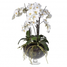 White Phalaenopsis Orchids In White Glass Footed Bowl