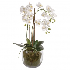 Phalaenopsis - White Orchid in Planter