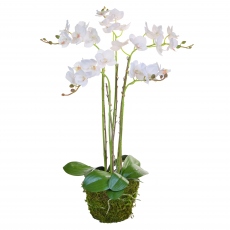 Orchid Arrangement White on Moss Mound 70cm
