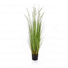 Dogtail Grass in Pot