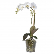 White Orchid Plant with Moss in Glass Pot