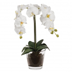 White Orchid Plant - with Soil in Glass Pot