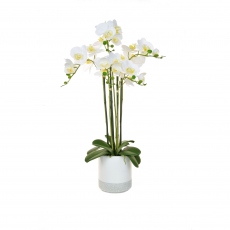 Phalaenopsis Orchid Real Touch White Ceramic Pot