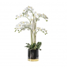 Orchid White - In Black Gold Pot