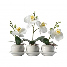 Orchid Trio with Ceramic Tray