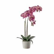 Orchid Pink - In Ceramic Pot