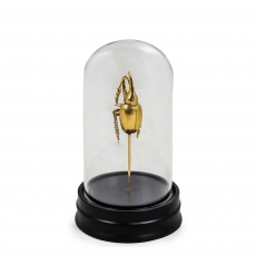 Gold Hercles Beetle Specimen In Glass Dome