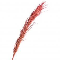 Dusky Red Natural Reed Stem