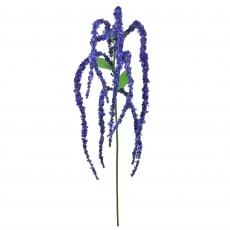 Amaranthus - Purple Spray
