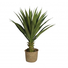Basket Potted Plant - Succulent