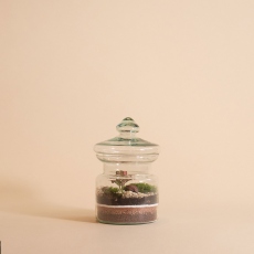 Branch - Jar Terrarium