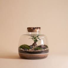 Wonder - Jar Terrarium