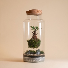 Jar Terrarium - Creator