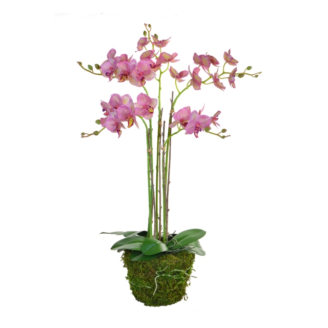 Orchid Arrangement Pink on Moss Mound 70cm