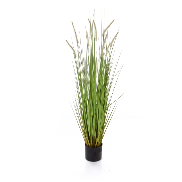 In Pot - Dogtail Grass