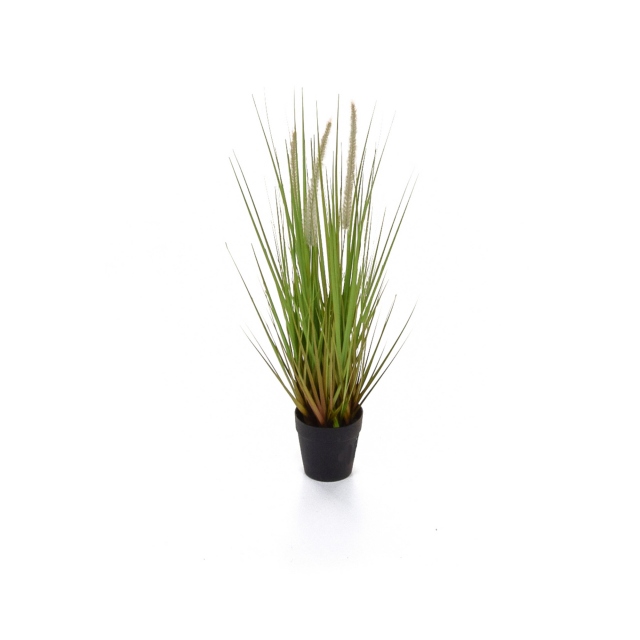 In Large Pot - Dogtail Grass