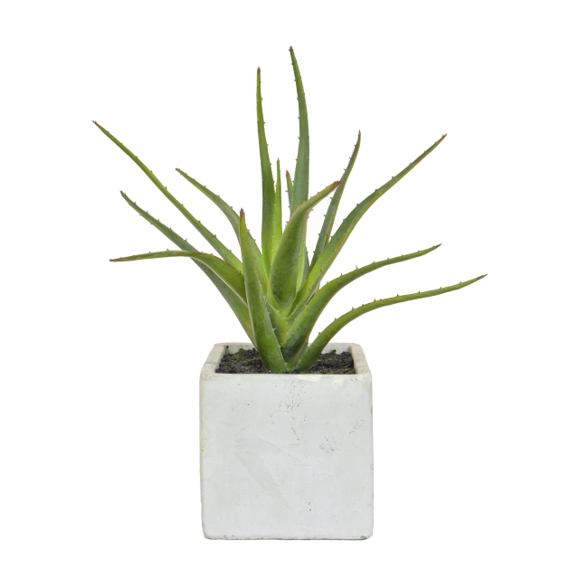 Aloe in Cement Pot 30cm
