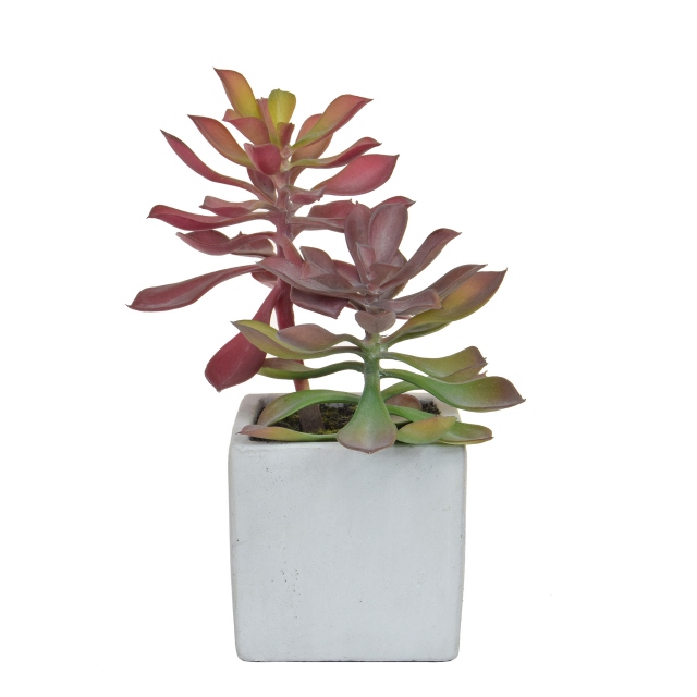 Green & Red in Pot - Succulent