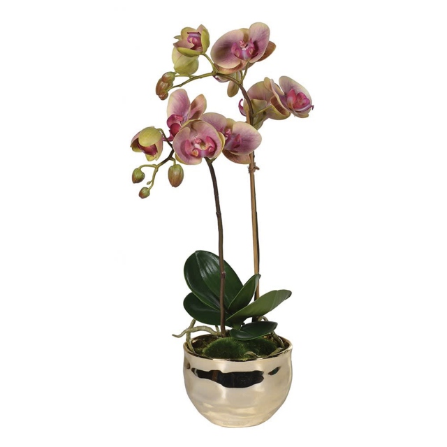 Pink/Green Orchid Plant in Gold Pot