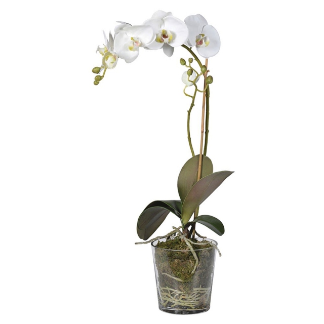with Moss in Glass Pot - White Orchid Plant