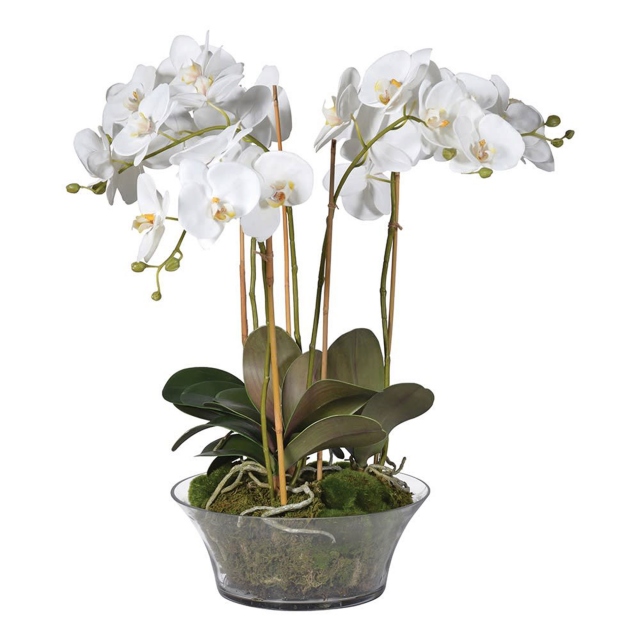 with Moss in Glass Bowl - White Orchid Plant