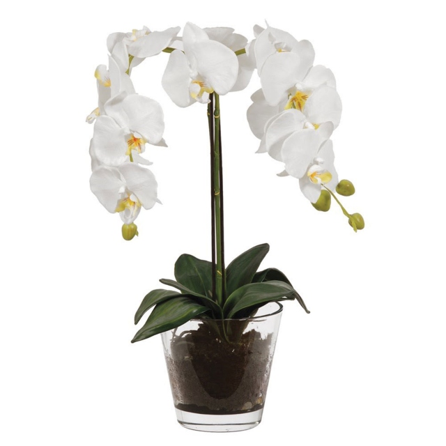 White Orchid Plant with Soil in Glass Pot