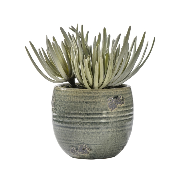 Crassula with Ceramic Pot