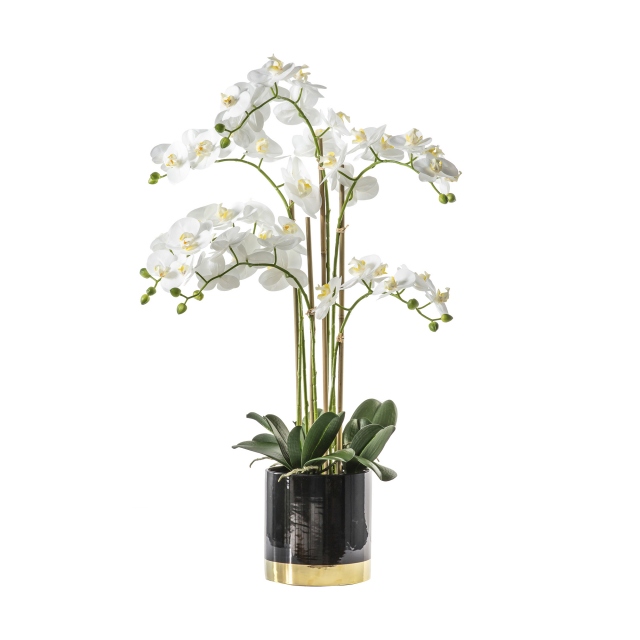 In Black Gold Pot - Orchid White