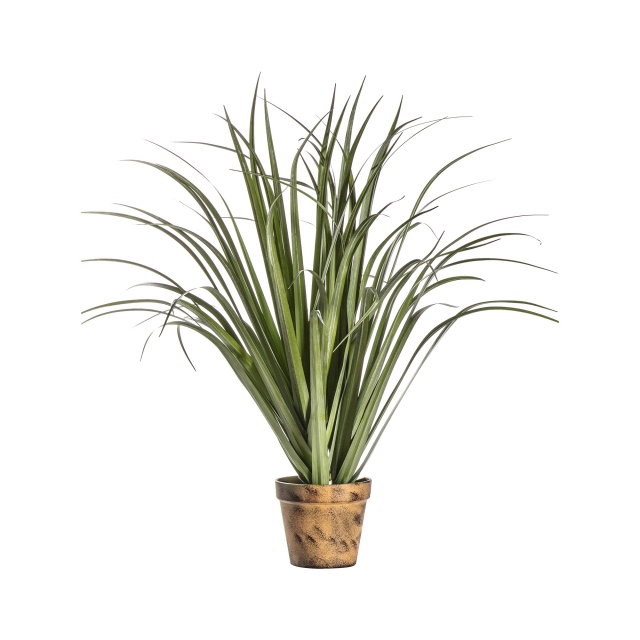Potted Dracaena Silver Green