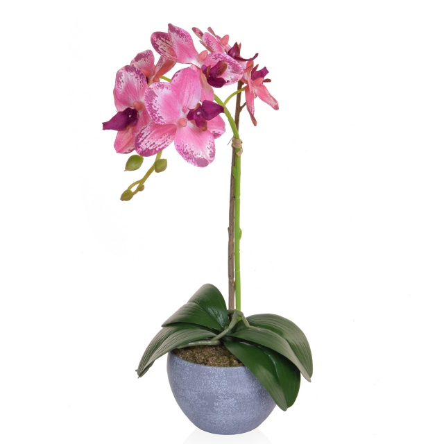 In Grey Pot - Pink Orchid