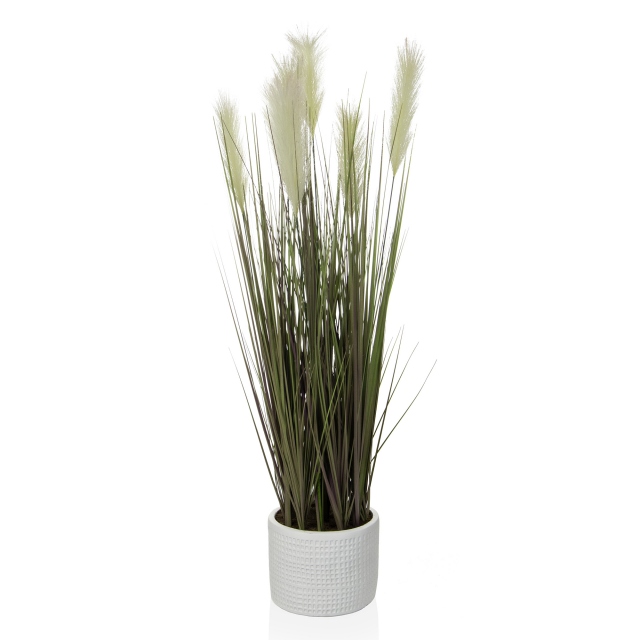 Grass Dogtail in Pot 90cm